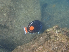 Acanthurus achilles