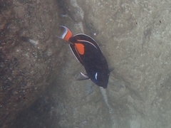 Acanthurus achilles