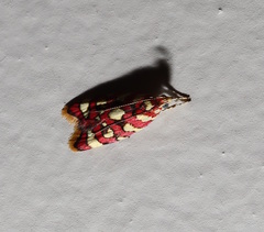 Tisobarica habromorpha