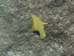 Chaetodon fremblii