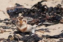 Plectrophenax nivalis