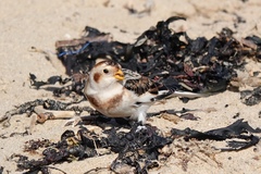 Plectrophenax nivalis