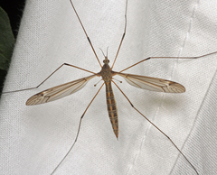 Tipula pierrei