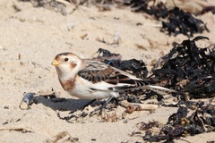 Plectrophenax nivalis