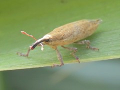 Lixus mucronatus