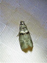 Acrobasis texana