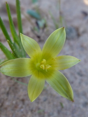 Romulea hirta