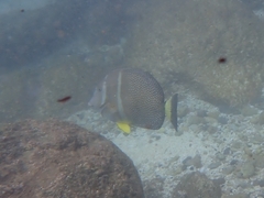 Acanthurus guttatus