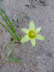 Romulea hirta