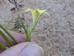 Romulea hirta
