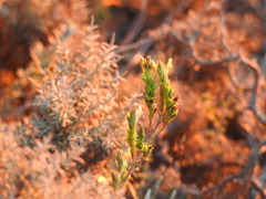 Nothobartsia asperrima