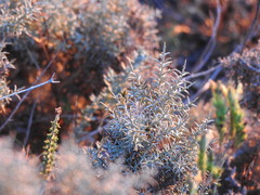 Ulex argenteus argenteus
