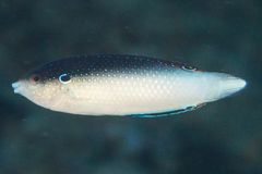 Anampses neoguinaicus