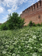 Aegopodium podagraria