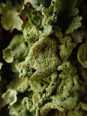 Parmotrema subtinctorium