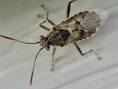 Liorhyssus hyalinus