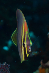 Chaetodon baronessa