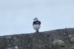 Motacilla alba