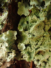 Parmotrema subtinctorium