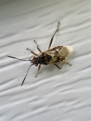 Liorhyssus hyalinus