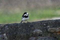 Motacilla alba
