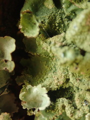 Parmotrema subtinctorium