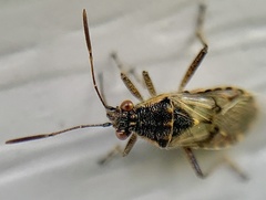 Liorhyssus hyalinus