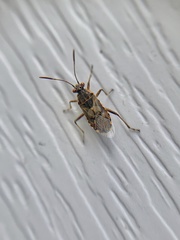 Liorhyssus hyalinus