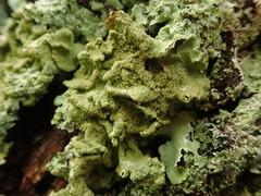 Parmotrema subtinctorium