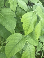 Toxicodendron radicans