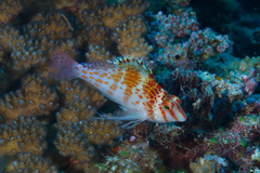 Cirrhitichthys falco