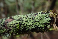 Pannaria implexa