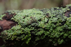 Pannaria implexa
