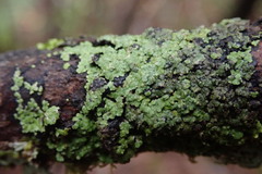 Pannaria implexa