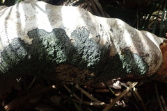 Psoromaria versicolor