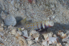 Amblyeleotris guttata