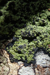 Psoromaria versicolor