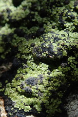 Psoromaria versicolor