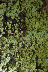 Psoromaria versicolor