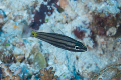 Cheilodipterus isostigma