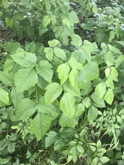 Toxicodendron radicans