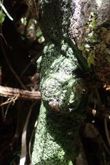 Psoromaria versicolor