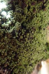 Psoromaria versicolor