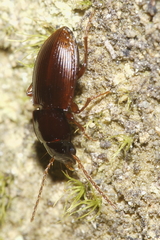 Allocinopus