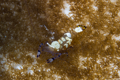 Ancylocaris brevicarpalis