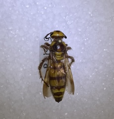 Crioscolia flammicoma