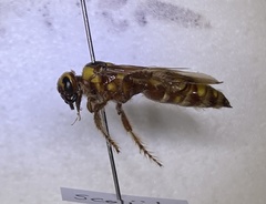 Crioscolia flammicoma
