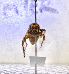 Crioscolia flammicoma