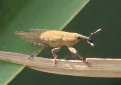 Lixus mucronatus