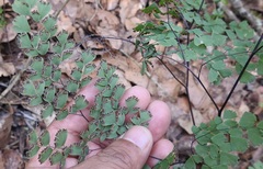 Adiantum andicola